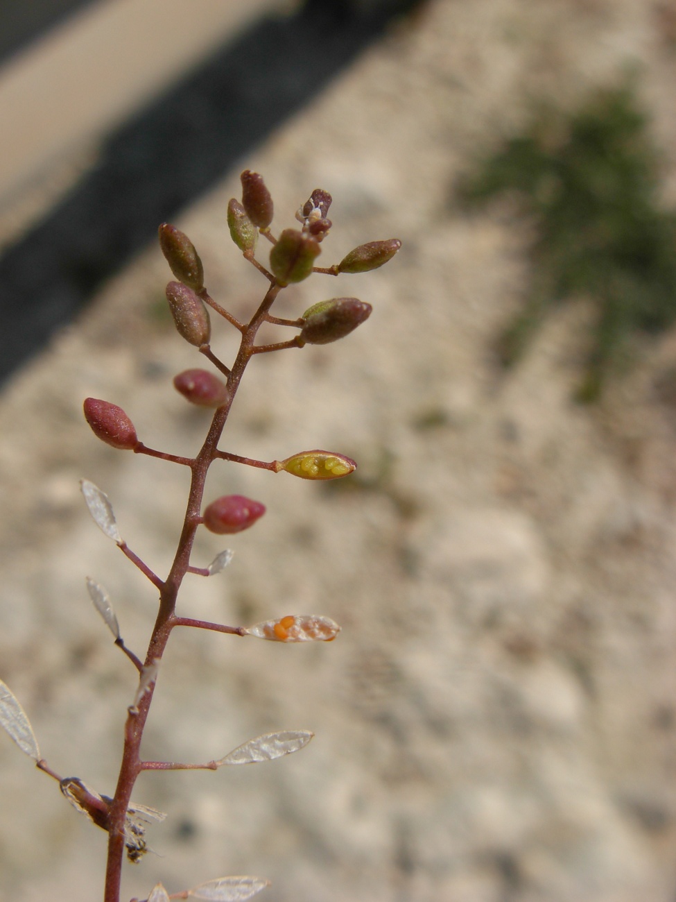 Hornungia procumbens / Hornungia procumbens